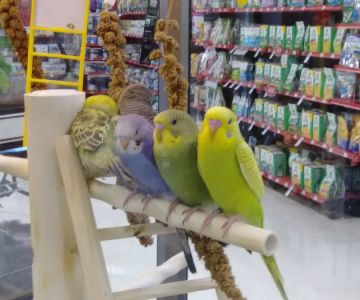 Petco