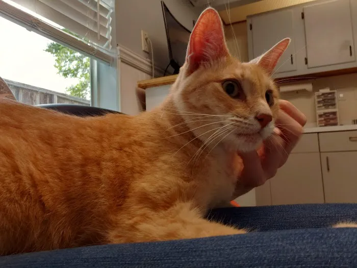 Clear Creek Animal Hospital 12