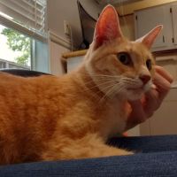 Clear Creek Animal Hospital ico