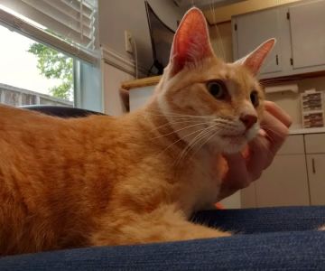 Clear Creek Animal Hospital
