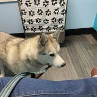 Clear Lake City Veterinary Clinic ico