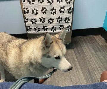 Clear Lake City Veterinary Clinic