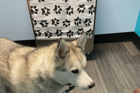 Clear Lake City Veterinary Clinic