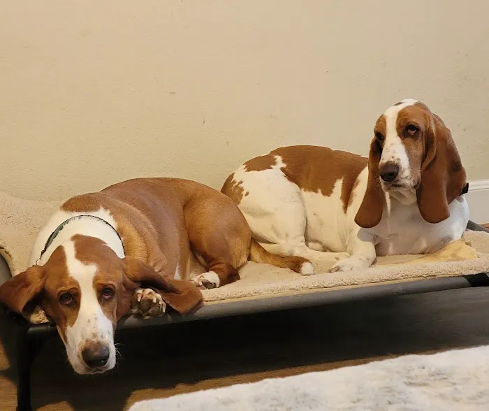 Clear Lake City Veterinary Clinic 12