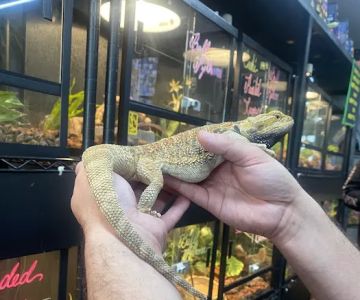 Great Lakes Reptiles