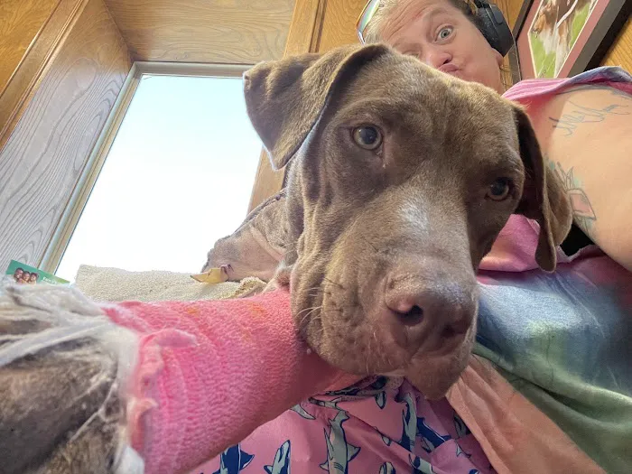 Pearland Animal Hospital 12