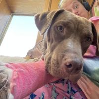 Pearland Animal Hospital ico