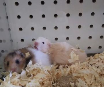 Pet Haven