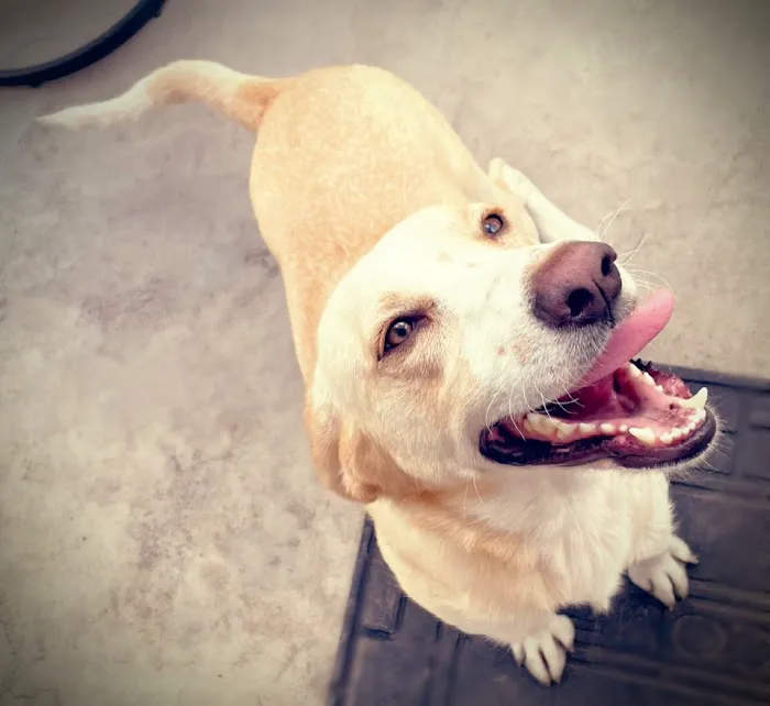 Claws & Paws Veterinary Hospital 12