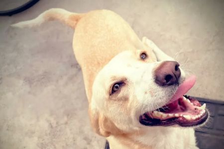 Claws & Paws Veterinary Hospital