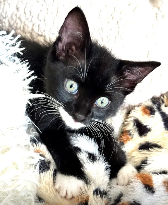 Claws & Paws Veterinary Hospital 12