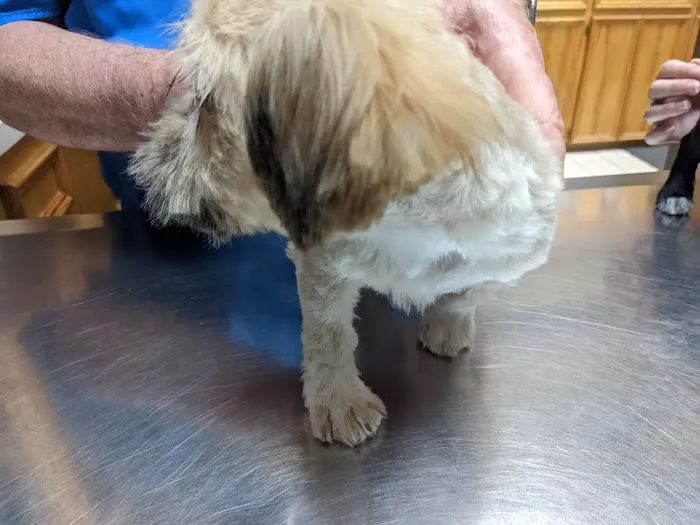 249 Animal Clinic 12