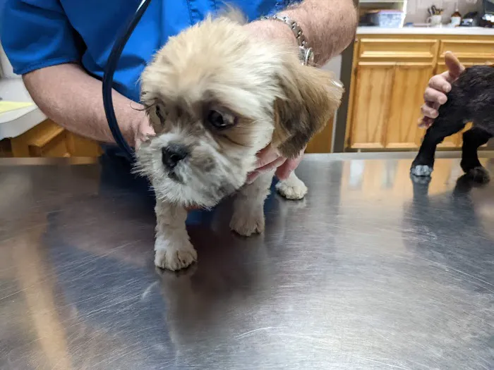 249 Animal Clinic 12