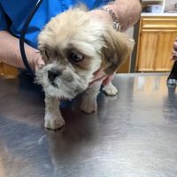 249 Animal Clinic ico