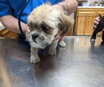 249 Animal Clinic