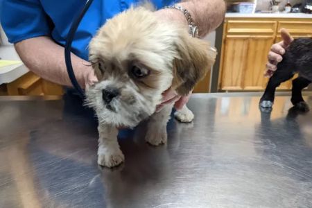 249 Animal Clinic