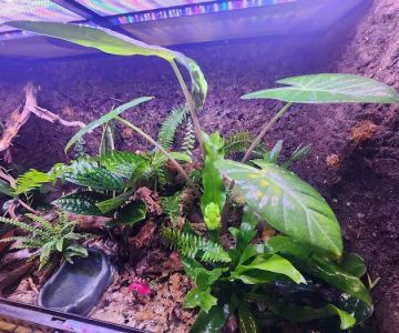 Josh's Frogs
