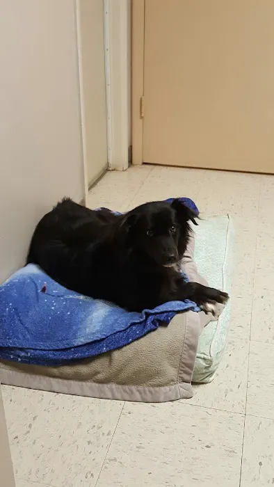 Lakewood Forest Veterinary Hospital 12