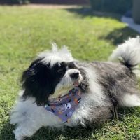 Lakewood Forest Veterinary Hospital ico