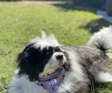Lakewood Forest Veterinary Hospital