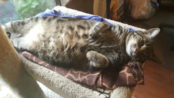 Lakewood Forest Veterinary Hospital 12