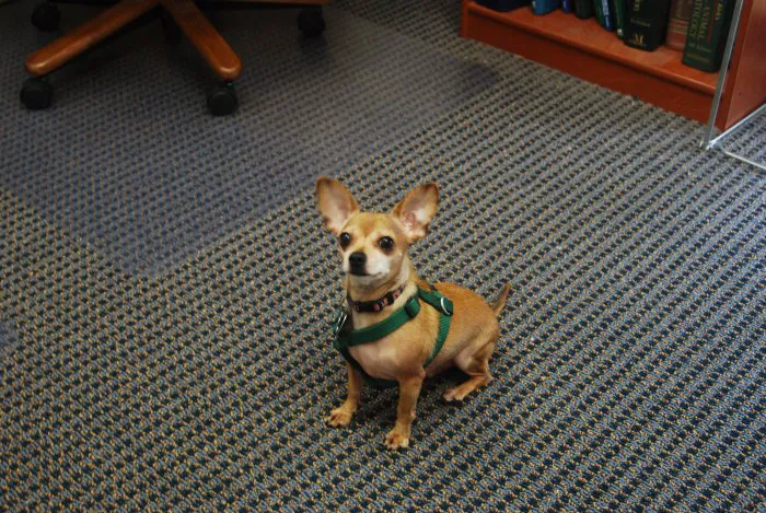 VCA Telge Road Animal Hospital 12