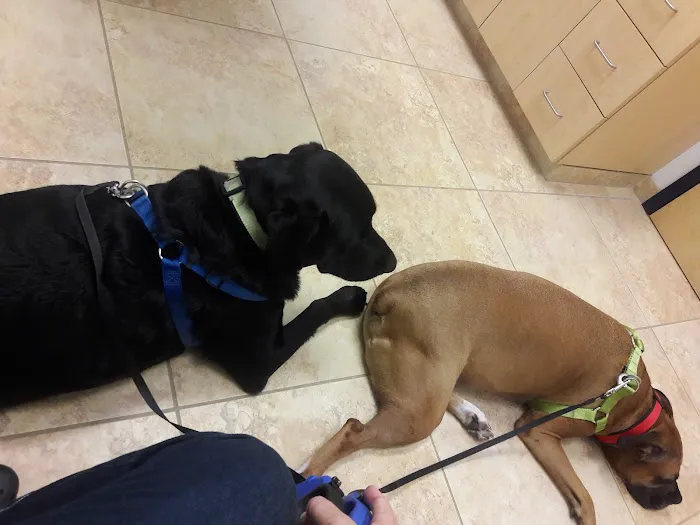 VCA Telge Road Animal Hospital 12