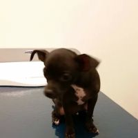 VCA Telge Road Animal Hospital ico