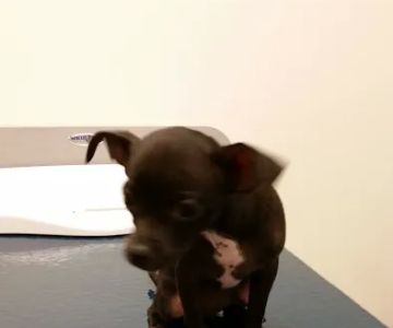 VCA Telge Road Animal Hospital