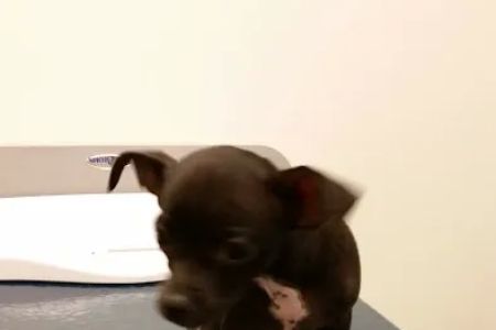 VCA Telge Road Animal Hospital