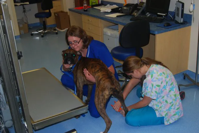VCA Telge Road Animal Hospital 12