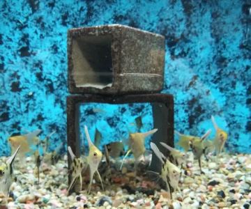 Somethin's Fishy Pet Shop Inc
