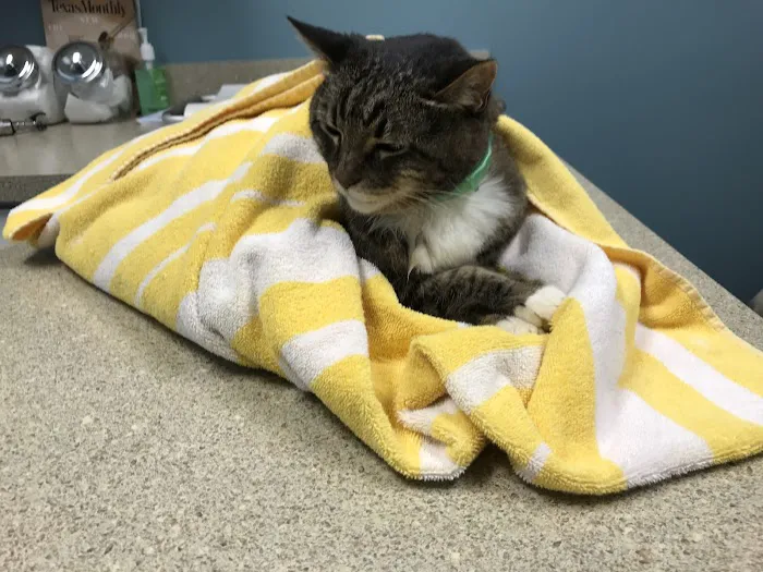 Glenwood Falls Animal Hospital 12