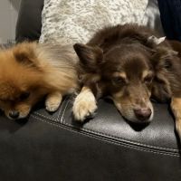 Longwood Animal Hospital and Pet Resort ico