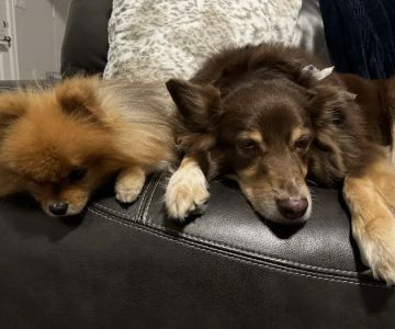 Longwood Animal Hospital and Pet Resort