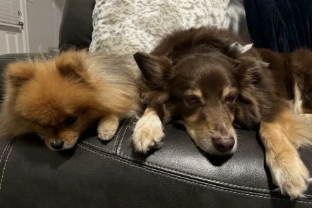 Longwood Animal Hospital and Pet Resort