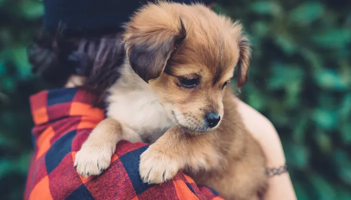 Longwood Animal Hospital and Pet Resort 12