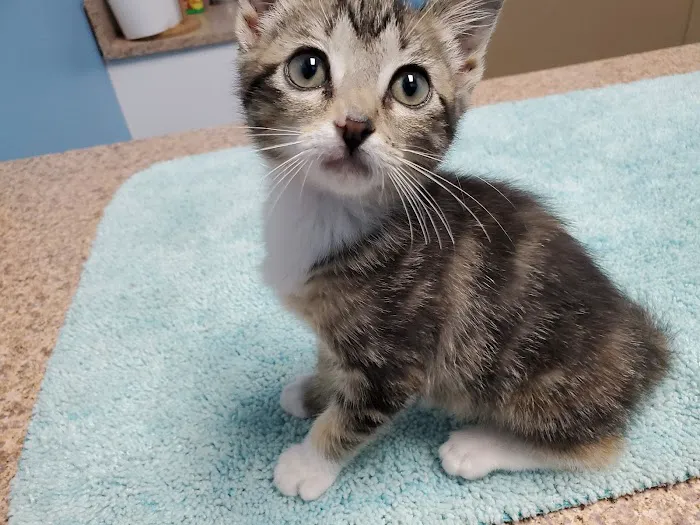 Oak Ridge Animal Clinic 12