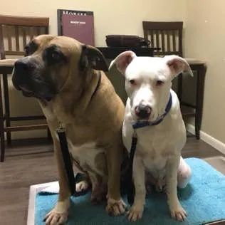 Oak Ridge Animal Clinic 12
