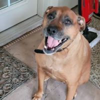 Oak Ridge Animal Clinic ico