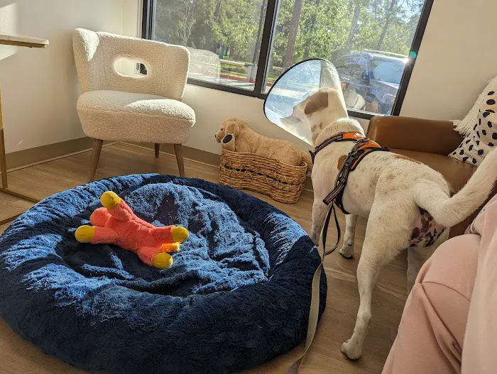 The Woodlands Animal Cancer and Referral Center 12