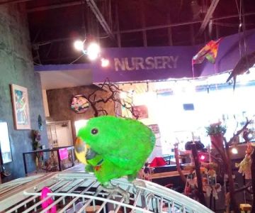 Parrotzville The Bird Store/ surrender