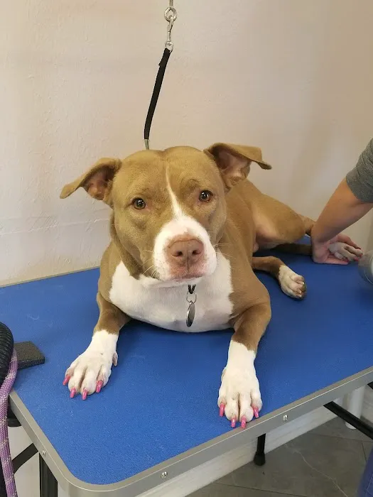 Veterinary Medical Center of The Woodlands 12