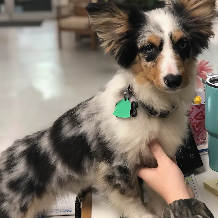 Veterinary Medical Center of The Woodlands 12