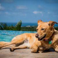 Veterinary Medical Center of The Woodlands ico