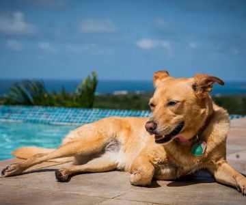 Veterinary Medical Center of The Woodlands