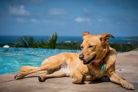 Veterinary Medical Center of The Woodlands