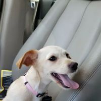 Banfield Pet Hospital ico