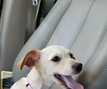 Banfield Pet Hospital