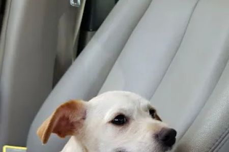 Banfield Pet Hospital